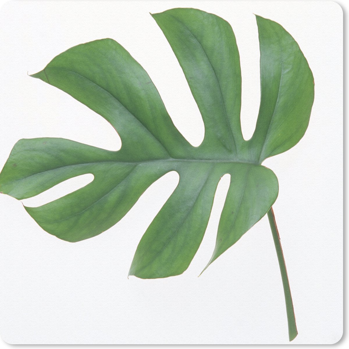 Muismat 20x20 cm - Mousepad Botanisch blad op een witte achtergrond - Muismatten