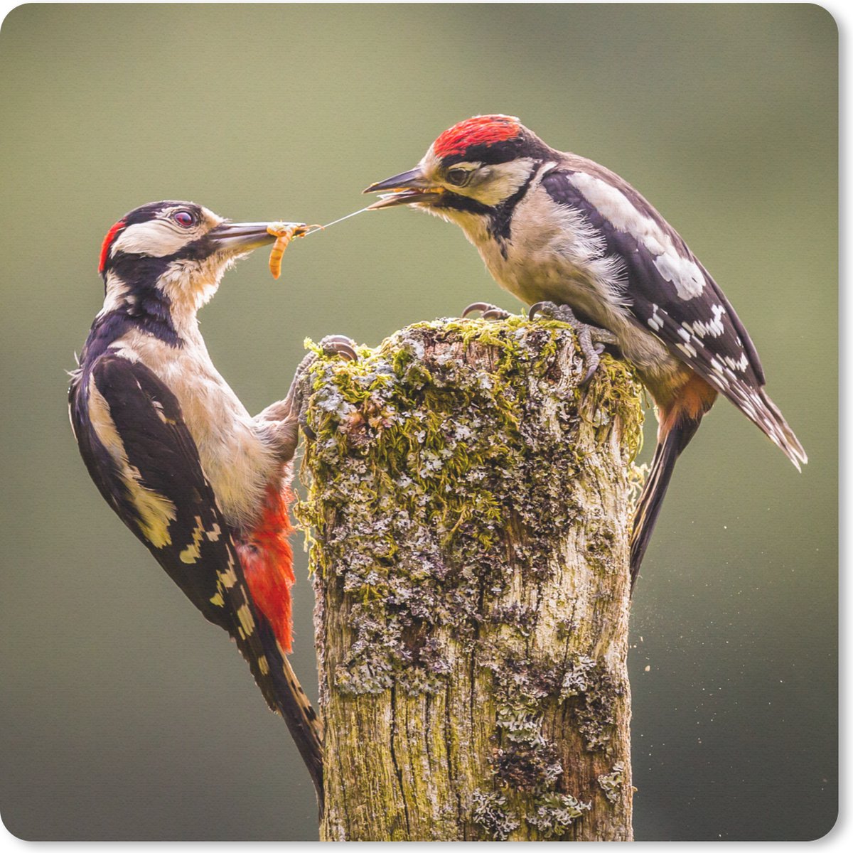 Muismat 30x30 cm - Mousepad Twee grote bonten spechten strijden om voedsel - Muismatten