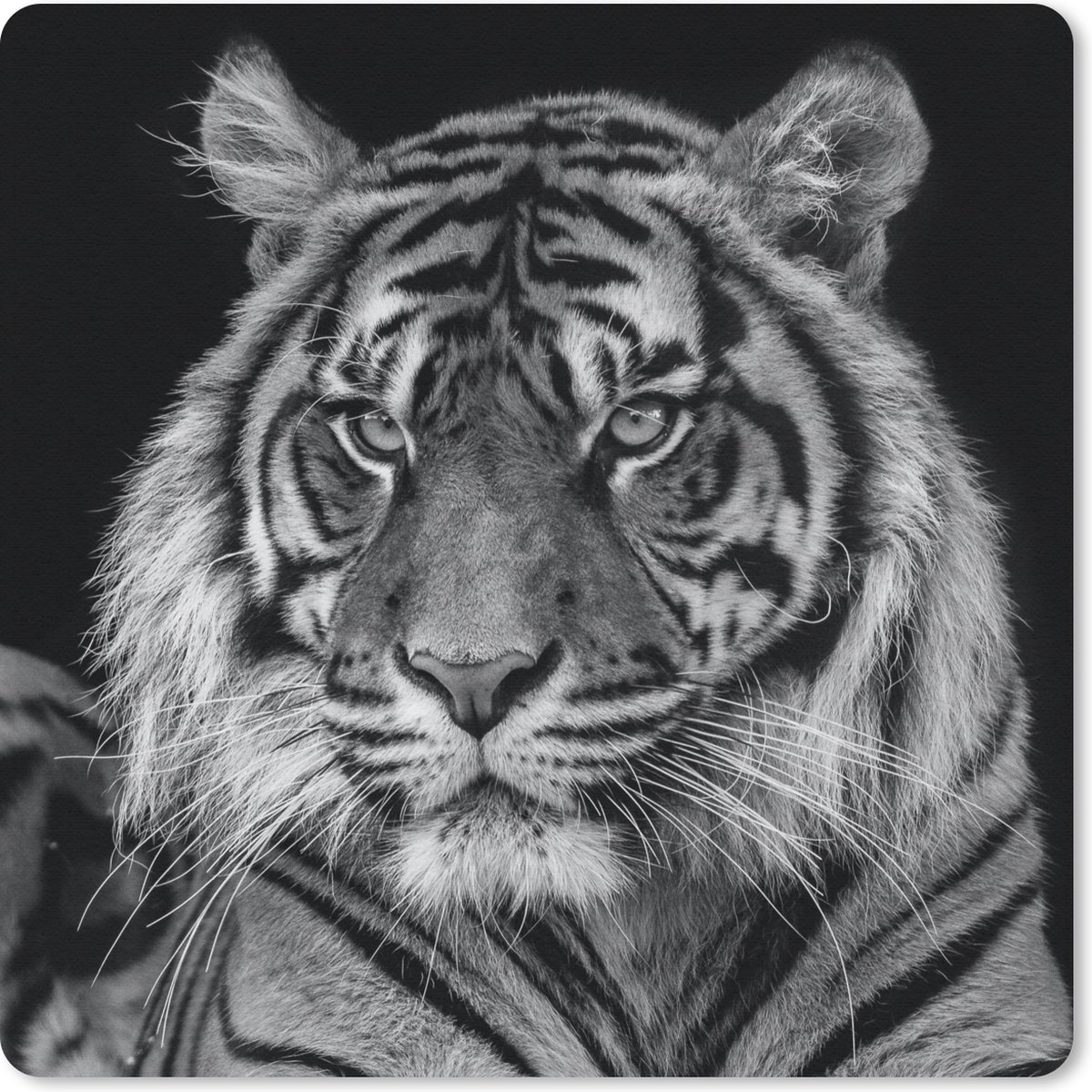 Muismat 30x30 cm - Mousepad Dierenprofiel Sumatraanse tijger in zwart-wit - Muismatten