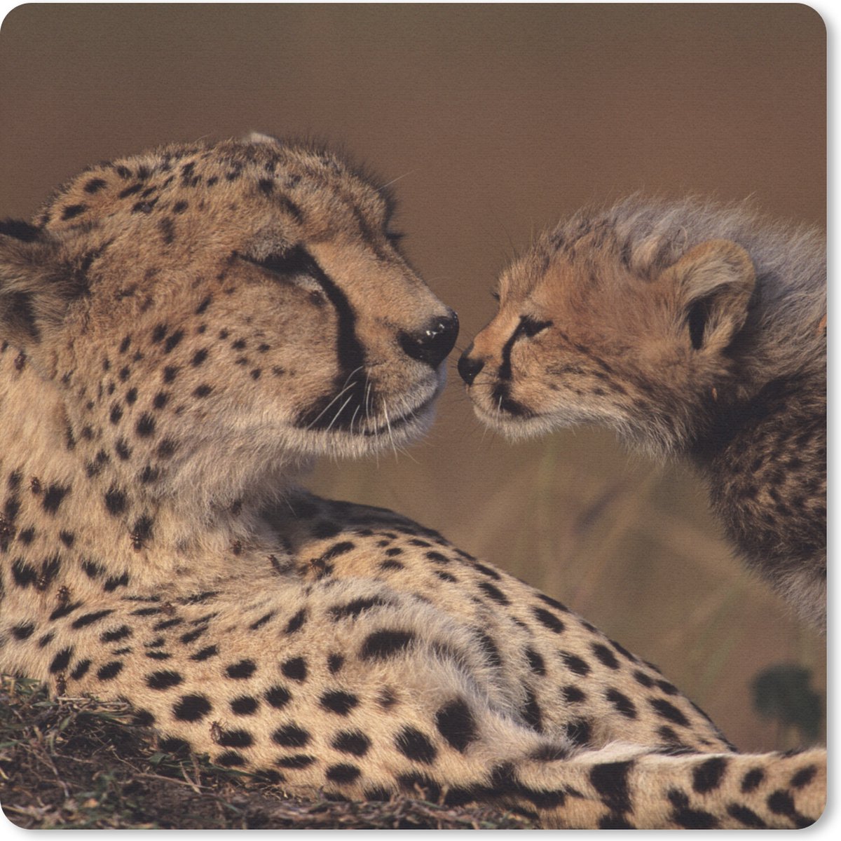 Muismat 30x30 cm - Mousepad Cheeta moeder en welp - Muismatten