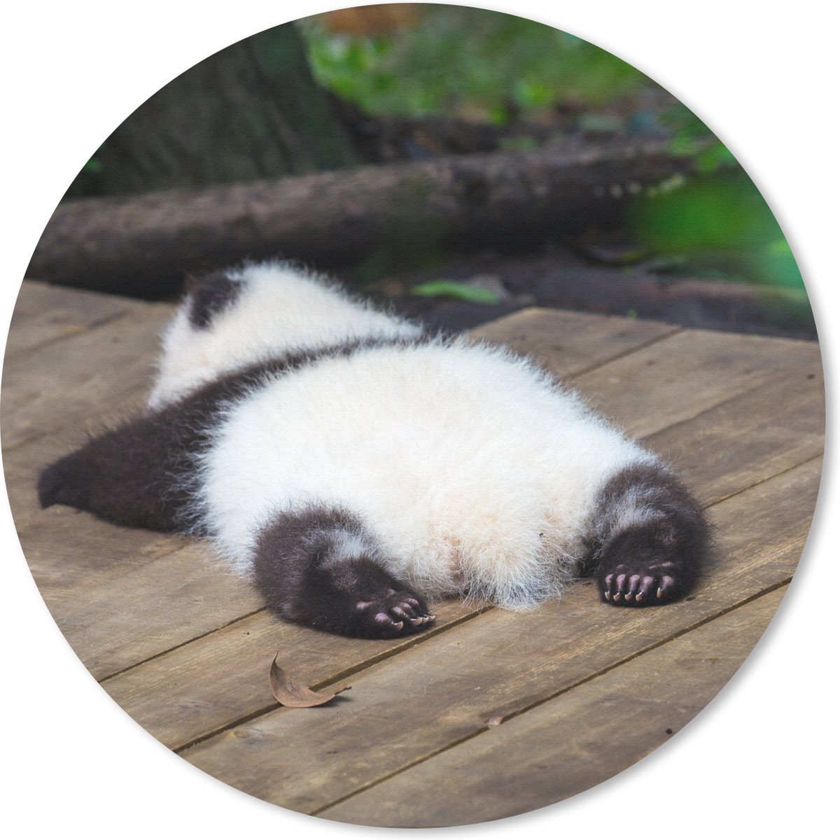 Muismat rond 50x50 cm - Mousepad Dier - Panda - Slapen - Ronde muismatten