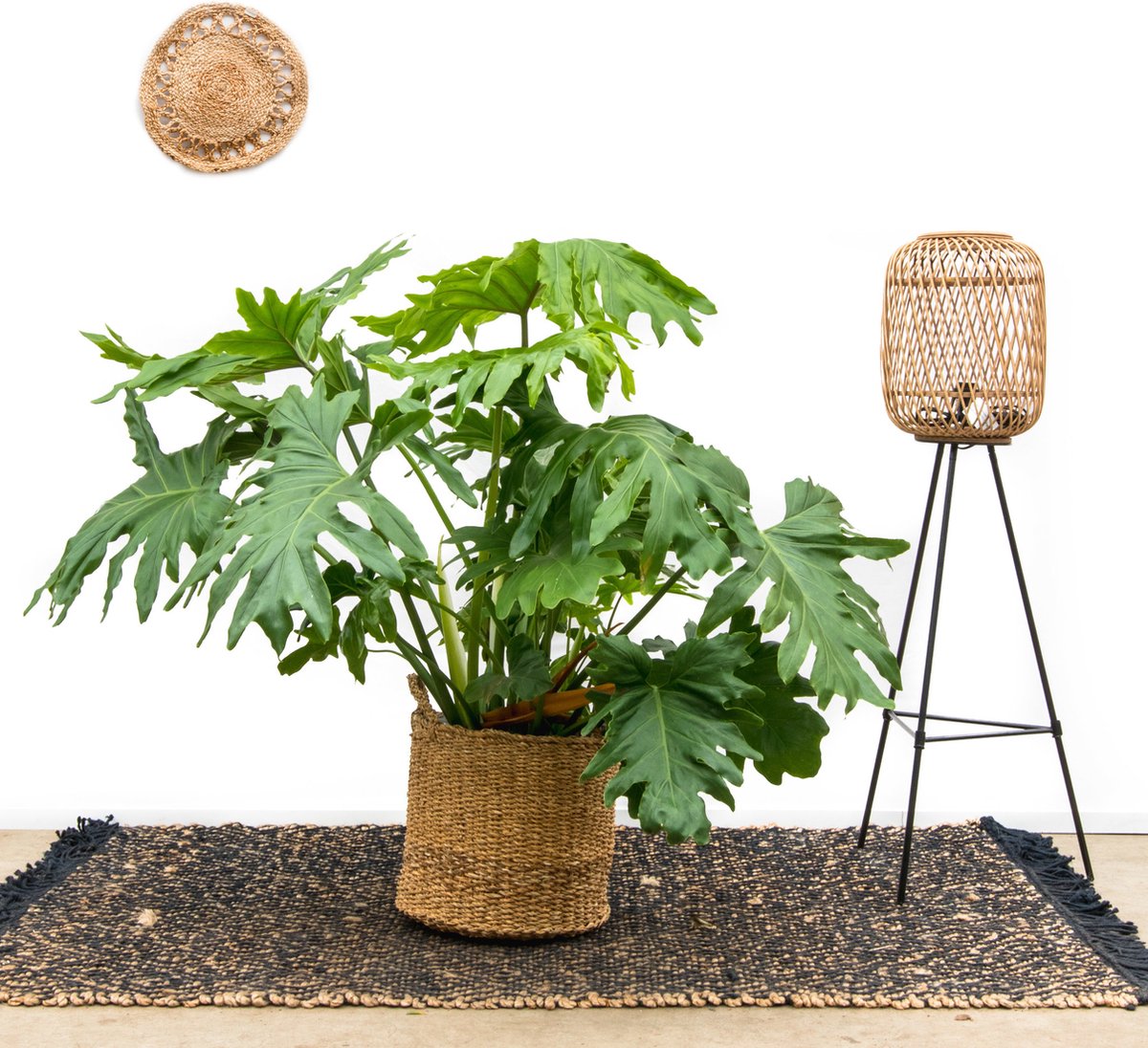 Find the perfect Philodendron Selloum Hope for you on Bol.com
