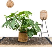 Philodendron Selloum XL - 100cm