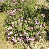 Cistus creticus eriocephalus - Rotsroos - Planthoogte: 10 cm - Pot 11 cm (1 liter)