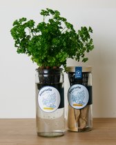 Peterselie kweekset- zelfwaterende kruidenpot - duurzaam cadeau- makkelijke moestuin in huis