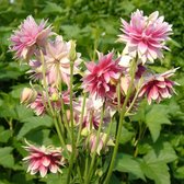 Aquilegia 'Nora Barlow' - Akelei - 5 cm - Pot 11 cm (1 liter)