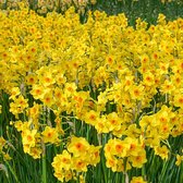 Jub Holland Bloembollen Narcissen Geel 80 Stuks - Narcis Golden Down - Garden Select