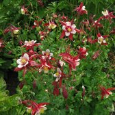 Aquilegia 'Red Hobbit' - Akelei - Planthoogte: 10 cm - Pot 11 cm (1 liter)
