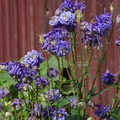 Aquilegia vulgaris 'Blue Barlow' - Akelei - Planthoogte: 5 cm - Pot 11 cm (1 liter)