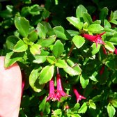 Fuchsia microphylla - Bellenplant - Planthoogte: 10 cm - Pot 11 cm (1 liter)
