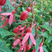 Fuchsia 'David' - Bellenplant - Planthoogte: 10 cm - Pot 11 cm (1 liter)