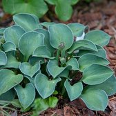 Hosta 'Blue Mouse Ears' - Hartlelie - Planthoogte: 5 cm - Pot 11 cm (1 liter)