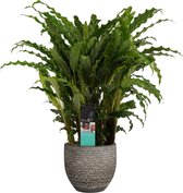 Calathea Bluegrass in Mica sierpot Carrie (donkergrijs) ↨ 50cm - planten - binnenplanten - buitenplanten - tuinplanten - potplanten - hangplanten - plantenbak - bomen - plantenspuit