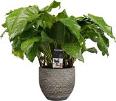 Calathea Network in Mica sierpot Carrie (donkergrijs) ↨ 50cm - planten - binnenplanten - buitenplanten - tuinplanten - potplanten - hangplanten - plantenbak - bomen - plantenspuit