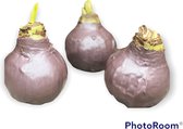 3 x Wax Amaryllis | Lavendel | grote bol | meerdere bloemstelen | Gardenlovers