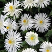 Delosperma cooperi 'Jewel of Desert Moonstone' - Ijsbloem - Planthoogte: 5 cm - Pot 11 cm (1 liter)