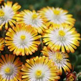 Delosperma cooperi 'Jewel of Desert Topaz' - Ijsbloem - Planthoogte: 5 cm - Pot 11 cm (1 liter)