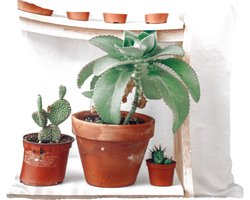 Sierkussens - Kussentjes Woonkamer - 50x50 cm - Cactussen op plank