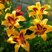 Hemerocallis 'Bonanza' - Daglelie - Planthoogte: 10 cm - Pot 11 cm (1 liter)