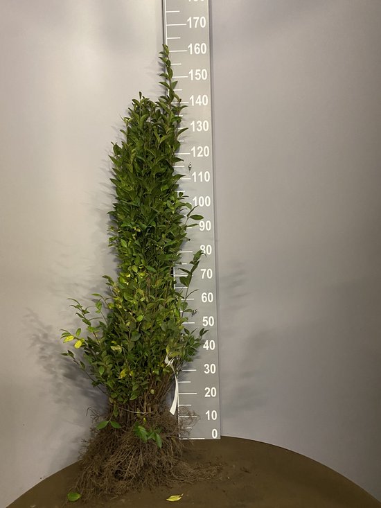 PM Haagliguster - ligustrum ovalifolium - blote wortel - 100-125cm - 25 stuks