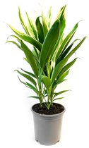 Cordyline New Conga ↕ ca. 65 cm [Urban Jungle - Kamerplant - Bijzondere planten - Botanisch - Slow Living]