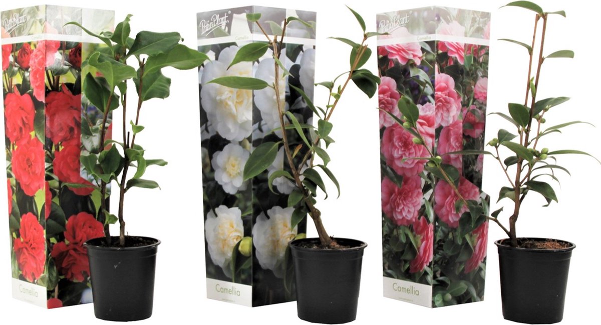 Syn. Mikenjaku Rose of Winter Shop Meeko Camellia Japonica Nagasaki 3 s in 9cm Pots