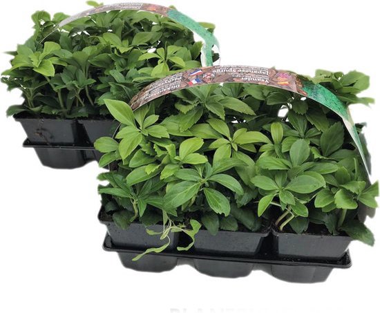 Pachysandra Terminalis 'Green Carpet' - bodembedekker - 12 planten (2x sixpack)