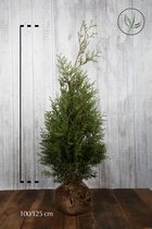 10 stuks | Westerse Levensboom 'Brabant' Kluit 100-125 cm Extra kwaliteit - Snel zichtdicht - Vruchtdragend - Weinig onderhoud - Zeer winterhard