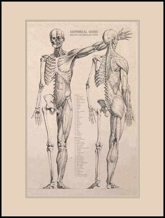 Affiche Anatomie Jambe Vintage