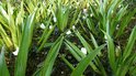 Krabbescheer - (Stratiotes aloides) - Vijverplant - Per 5 stuks jonge planten - Zuurstofplant - Vijverplanten Webshop