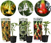 Plant in a Box - Brugmansia Mix - Set van 3 verschillende Brugmansia - Pot ⌀9cm - Hoogte ↕ 20-30cm