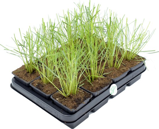 12 x Helmgras of Duingras - Siergras Winterhard - Ammophila Arenaria in ...