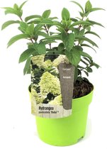 Plant in a Box - Hydrangea paniculata 'Bobo' - Verkleurende pluimhortensia winterhard - Pot 19cm - Hoogte 25-40cm
