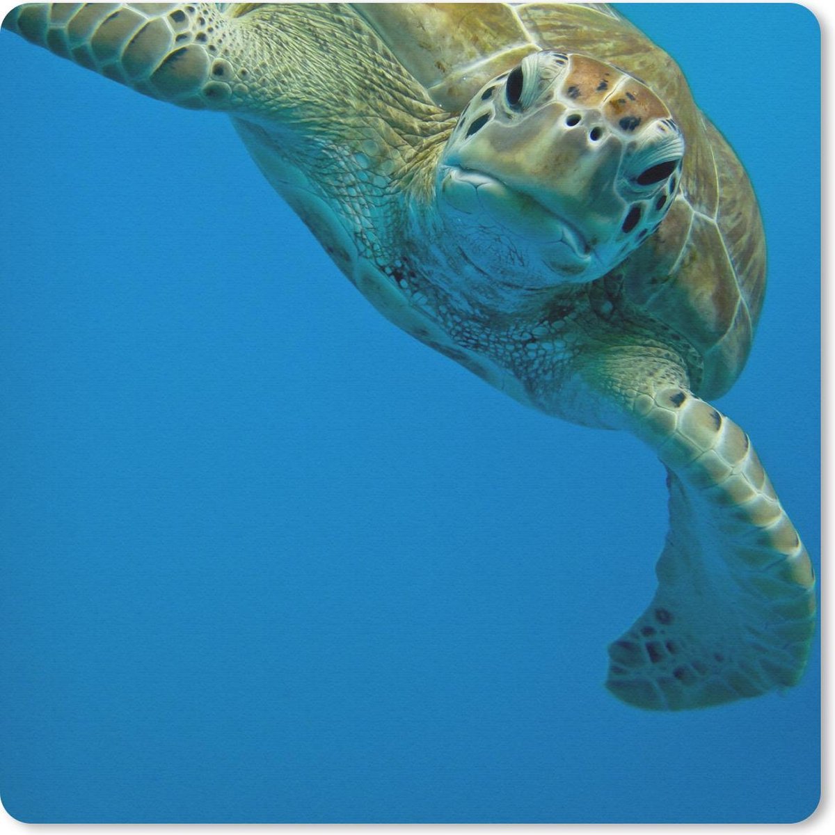 Muismat 30x30 cm - Mousepad Fotoprint oogcontact met schildpad - Muismatten