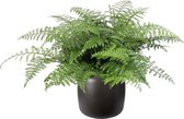 ELHO ® Pure Beads Small Ø 40 (Walnootbruin) met Asplenium Parvati – ? 55cm – ? 39,2cm