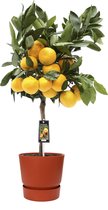 FloraExpert - Citrus - 85 Cm - Ø 25