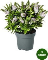 Hebe addenda - Struikveronica - witte bloemen - groenblijvende plant - potmaat Ø17cm - 3 stuks