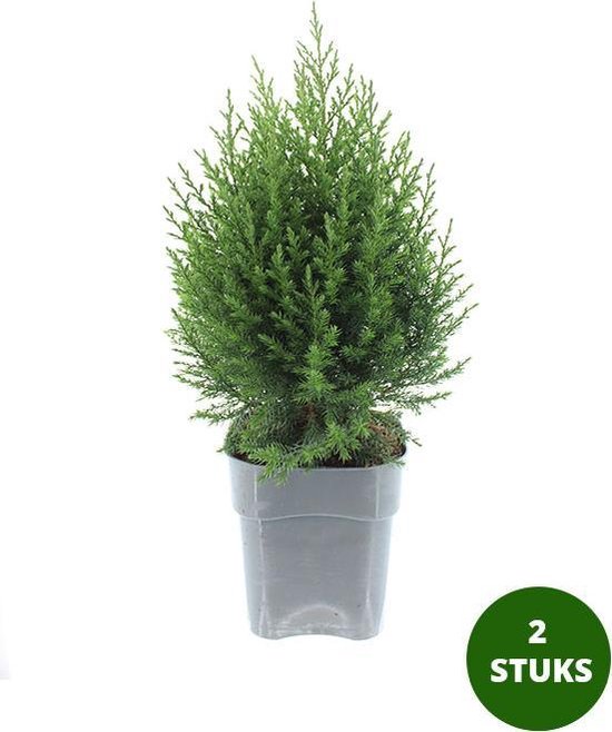 Chinese Jeneverbes - Juniperus chinensis 'Stricta' - conifeer - potmaat 17cm - 25-30cm hoog - 2 stuks