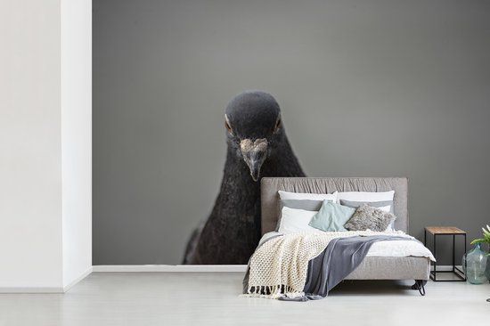 Papier peint photo vinyle - Un beau pigeon sur fond gris largeur 330 cm x hauteur 220 cm - Tirage photo sur papier peint (disponible en 7 tailles)