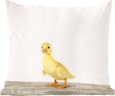 Animaux - Jaune - Canard