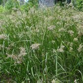 Luzula sylvatica - Grote veldbies - Planthoogte: 30 cm - Pot Ø 17 cm (2 liter)