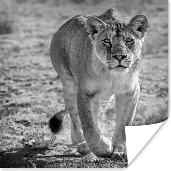 Staring lioness - Poster papier noir et blanc 30x30 cm - Tirage photo sur Poster (décoration murale salon / chambre) / Poster Animaux sauvages