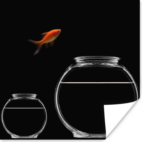 Goudvis springt uit aquarium op een zwarte achtergrond poster papier 50x50 cm - Foto print op Poster (wanddecoratie woonkamer / slaapkamer) / Wilde dieren Poster