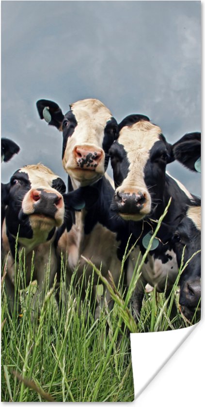 Poster Koeien - Wolken - Gras - Dieren