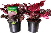 Purperklokje - Heuchera 'Dark Secret' - potmaat Ø17cm - 30-35cm hoog - 2 stuks