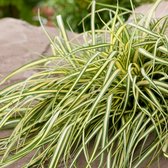 Carex oshimensis 'Evergold' - Zegge - Planthoogte: 20 cm - Pot Ø 11 cm (1 liter)