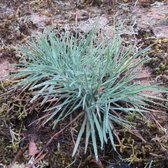 Koeleria glauca - Fakkelgras - Planthoogte: 20 cm - Pot Ø 11 cm (1 liter)