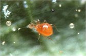 Spintroofmijten 1000st (Phytoseiulus persimilis) - Roofmijten voor het bestrijden van spint
