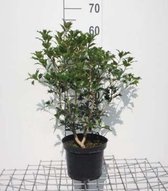 2 x Osmanthus heterophyllus - Schijnhulst 30-40 cm in pot