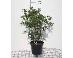 2 x Osmanthus heterophyllus - Schijnhulst 30-40 cm in pot